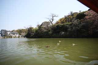 Foto, materiell, befreit, Landschaft, Bild, hat Foto auf Lager,Matsue-jo Burgwassergraben, Das Besichtigen von Schiff, Schiff, Wassergraben, Ente