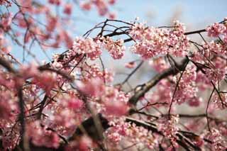 photo, la matire, libre, amnage, dcrivez, photo de la rserve,Arbre de cerise Gensuke, arbre de la cerise, , , lanterne de jardin