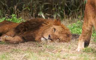 photo, la matire, libre, amnage, dcrivez, photo de la rserve,Faire un somme lion, lion, Lion, , 