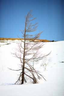 photo, la matire, libre, amnage, dcrivez, photo de la rserve,Kusatsu Mt. Shirane champ neigeux, arbre, ciel bleu, haute montagne, Forme d'un arbre