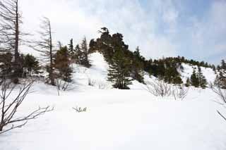 photo, la matire, libre, amnage, dcrivez, photo de la rserve,Kusatsu Mt. Shirane champ neigeux, arbre, ciel bleu, haute montagne, Forme d'un arbre