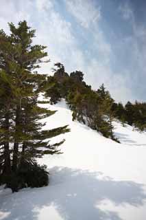 fotografia, material, livra, ajardine, imagine, proveja fotografia,Kusatsu Mt. Shirane campo nevado, rvore, cu azul, montanha alta, Forma de uma rvore