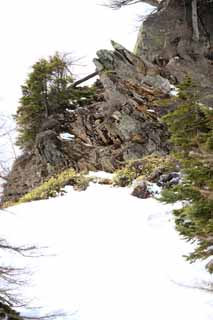 fotografia, materiale, libero il panorama, dipinga, fotografia di scorta,Kusatsu Mt. Shirane campo nevoso, albero, cielo blu, montagna alta, Forma di un albero