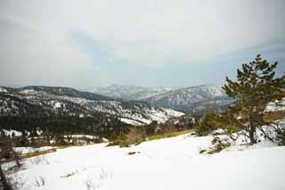 fotografia, materiale, libero il panorama, dipinga, fotografia di scorta,Kusatsu Mt. Shirane campo nevoso, albero, cielo blu, montagna alta, Forma di un albero