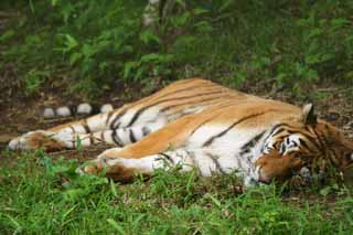 photo,material,free,landscape,picture,stock photo,Creative Commons,Napping tiger, tiger, , , 