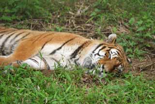 photo,material,free,landscape,picture,stock photo,Creative Commons,Tiger fast asleep, tiger, , , 