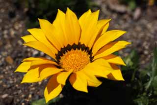 photo,material,free,landscape,picture,stock photo,Creative Commons,Gazania, Gardening, Yellow, chrysanthemum, 