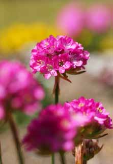 Foto, materiell, befreit, Landschaft, Bild, hat Foto auf Lager,Ein rosa Blmchen, Gartenarbeit, , Blmchen, Rosa