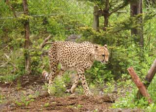 Foto, materiell, befreit, Landschaft, Bild, hat Foto auf Lager,Das Spazierenfhren von Gepard, Gepard, , , 