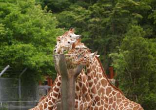 Foto, materiell, befreit, Landschaft, Bild, hat Foto auf Lager,Giraffen, Giraffe, , Hals, 