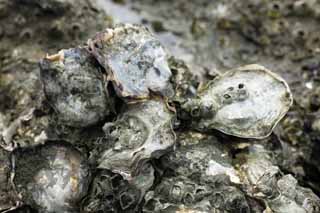 , , , , ,  ., oyster, persimmon, oyster, shellfish,  barnacle