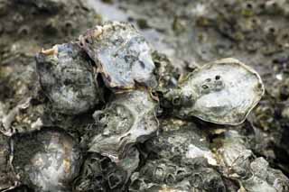 fotografia, materiale, libero il panorama, dipinga, fotografia di scorta,Un'ostrica di pietra, persimmon, Un'ostrica, mollusco, Culli crostaceo dei cirripedi