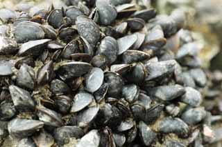 photo,material,free,landscape,picture,stock photo,Creative Commons,A crow shellfish, fresh-water mussel, hard-shelled mussel, shellfish, purplish Washington clam