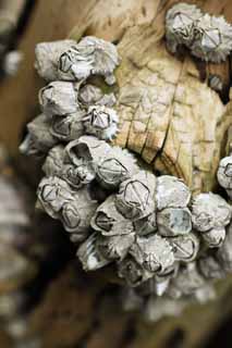 photo,material,free,landscape,picture,stock photo,Creative Commons,Rock barnacle, , Rock barnacle, Driftwood, nail