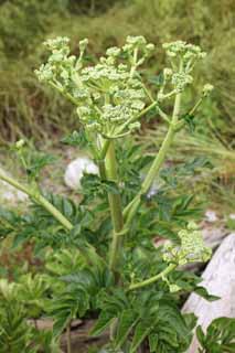 Foto, materieel, vrij, landschap, schilderstuk, bevoorraden foto,Glehnia littoralis, , Glehnia littoralis, Chinees artsenij, De kustlijn