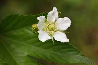 photo,material,free,landscape,picture,stock photo,Creative Commons,The flower of the tree strawberry, strawberry, , , petal