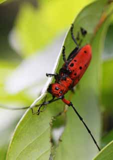 photo, la matire, libre, amnage, dcrivez, photo de la rserve,Ruber Eupromus, coloptre du boeuf  longues cornes, antenne, coloptre, Je suis rouge du cinabre