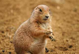 , , , , ,  .,prairie dog., , , , 