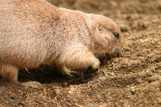 , , , , ,  .,prairie dog, ., , , , 