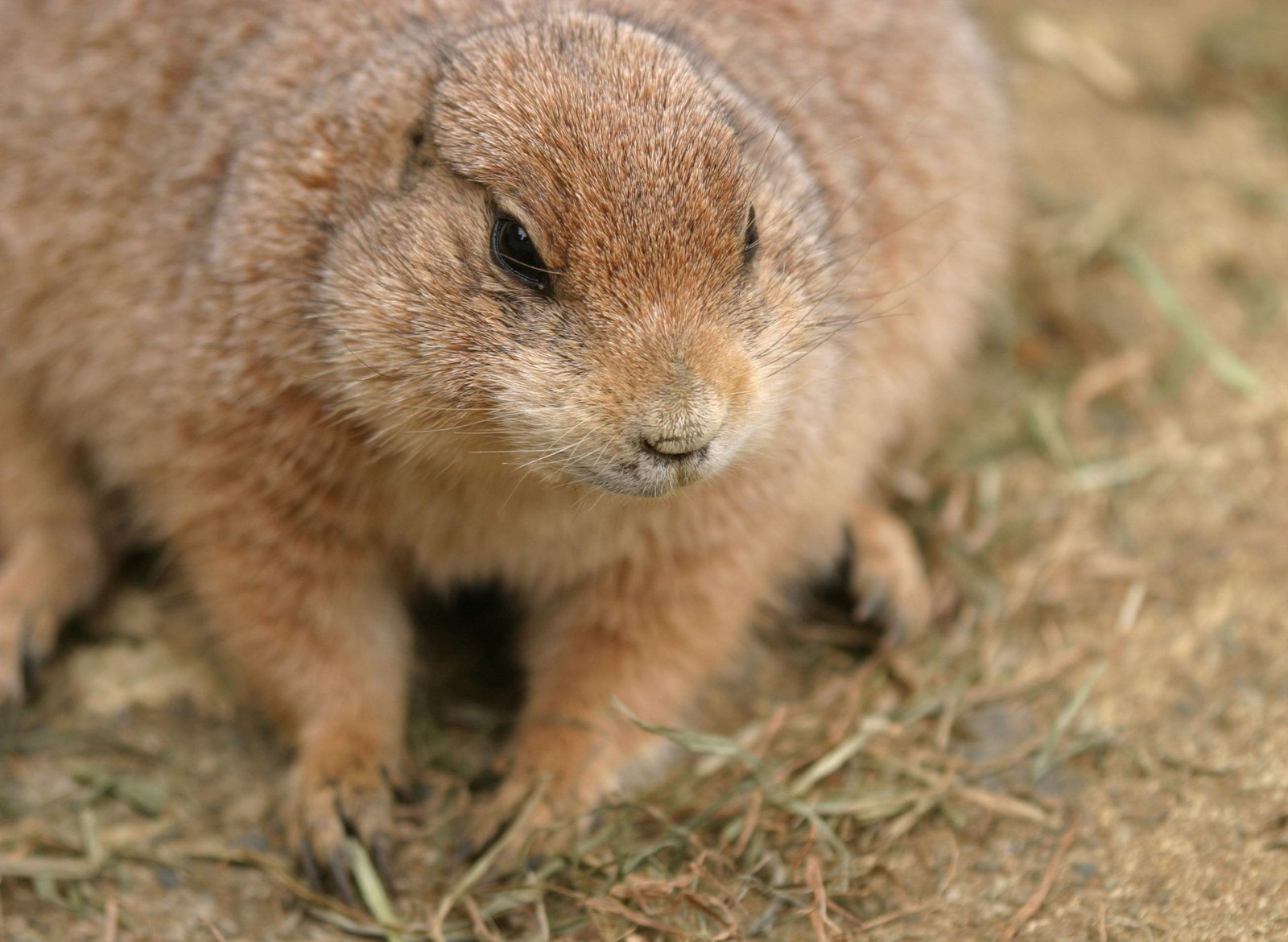 photo,material,free,landscape,picture,stock photo,Creative Commons,Whiskers of a prairie dog, rodent, , ,