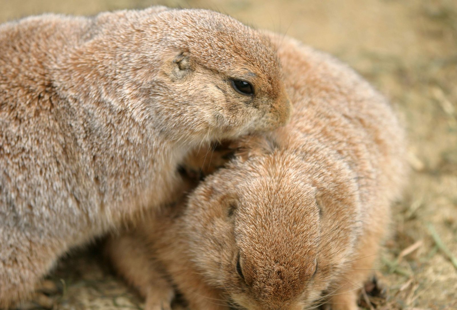 photo,material,free,landscape,picture,stock photo,Creative Commons,Grooming time, rodent, , , 