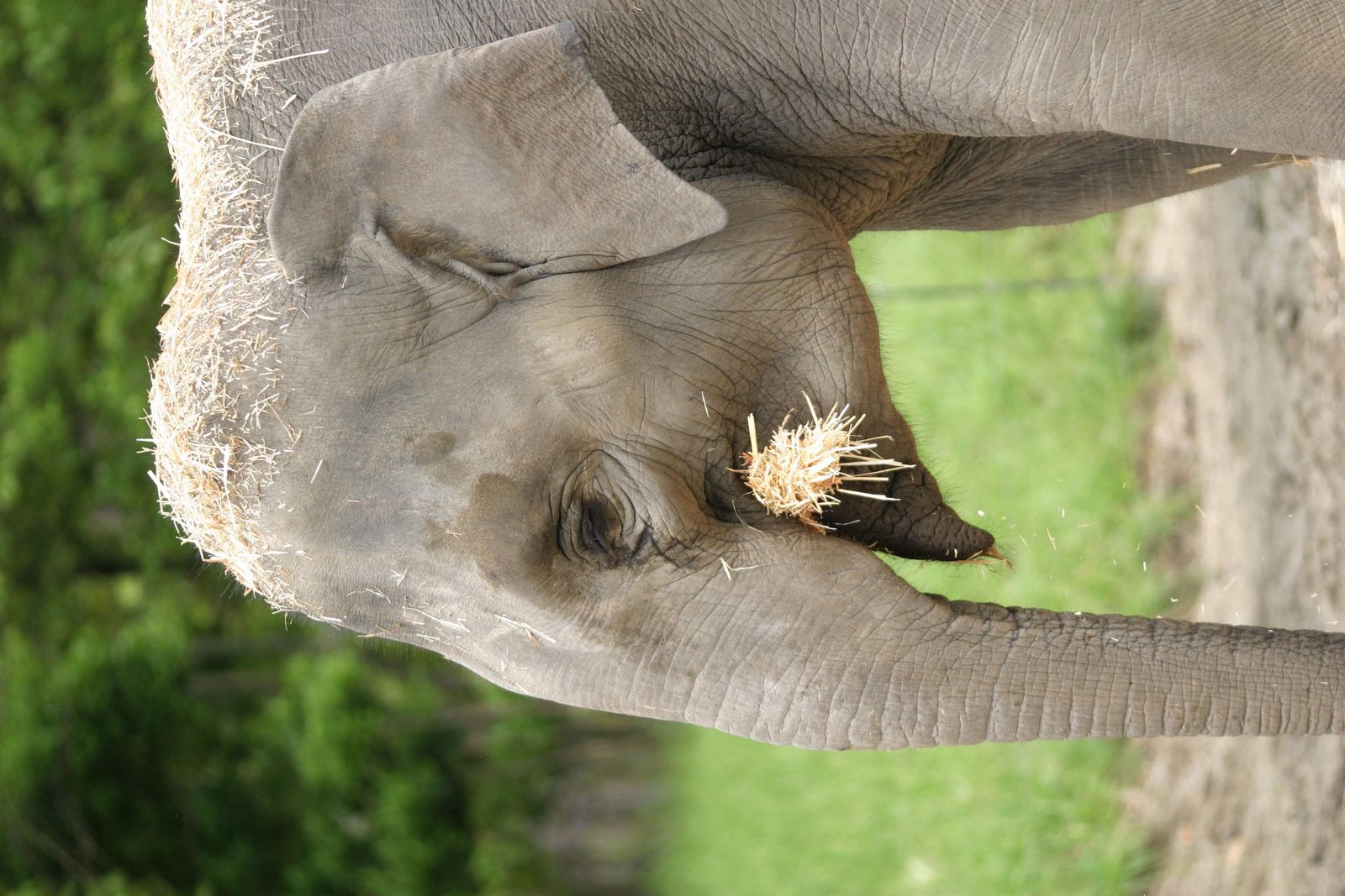 photo,material,free,landscape,picture,stock photo,Creative Commons,Elephant with distant look, elephant, , , straw