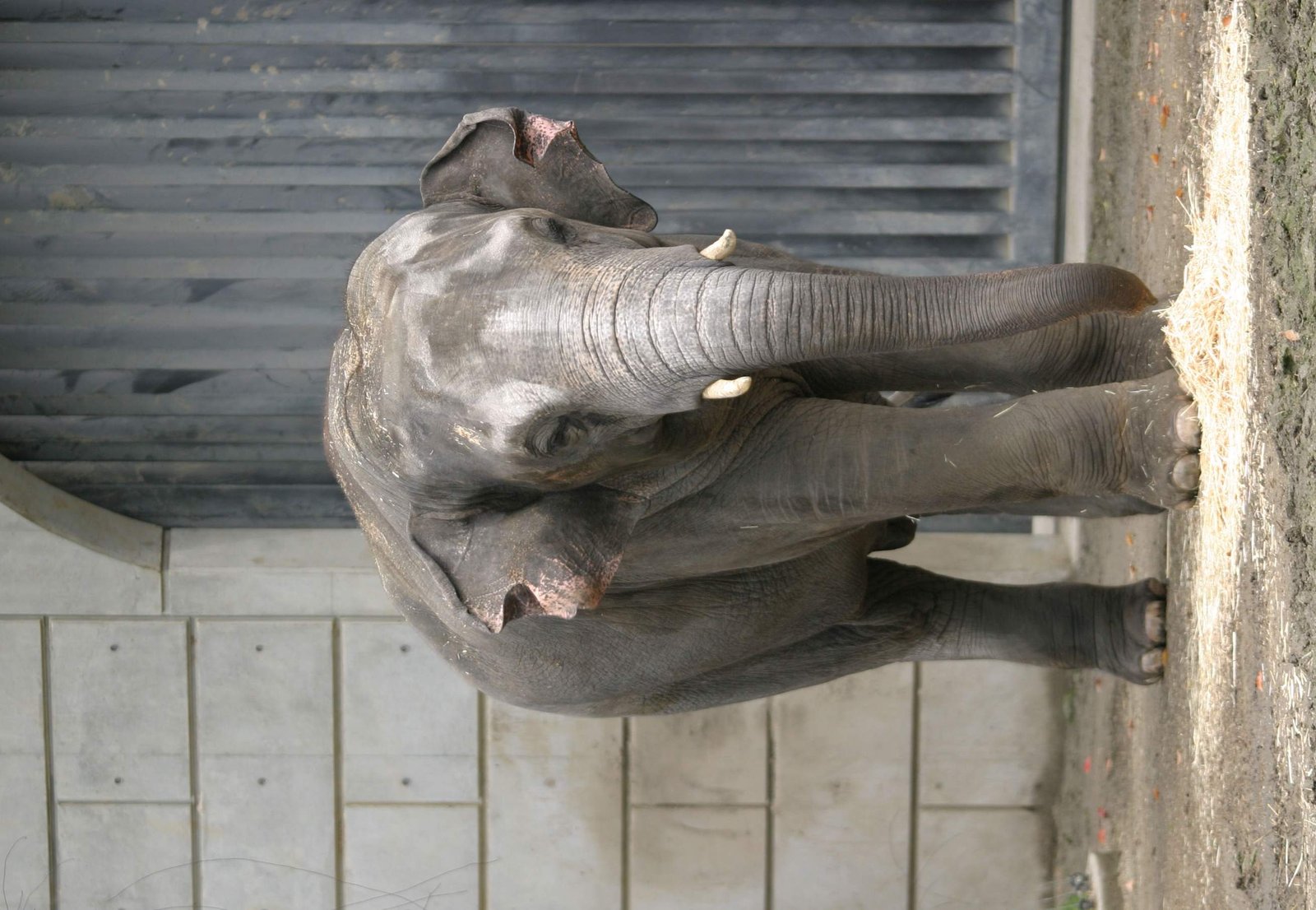 �ʐ^,�f��,����,�t���[,�t�H�g,�N���G�C�e�B�u�E�R�����Y,���i,�ǎ�,�]�E�̕���, ��, �]�E, ����, 