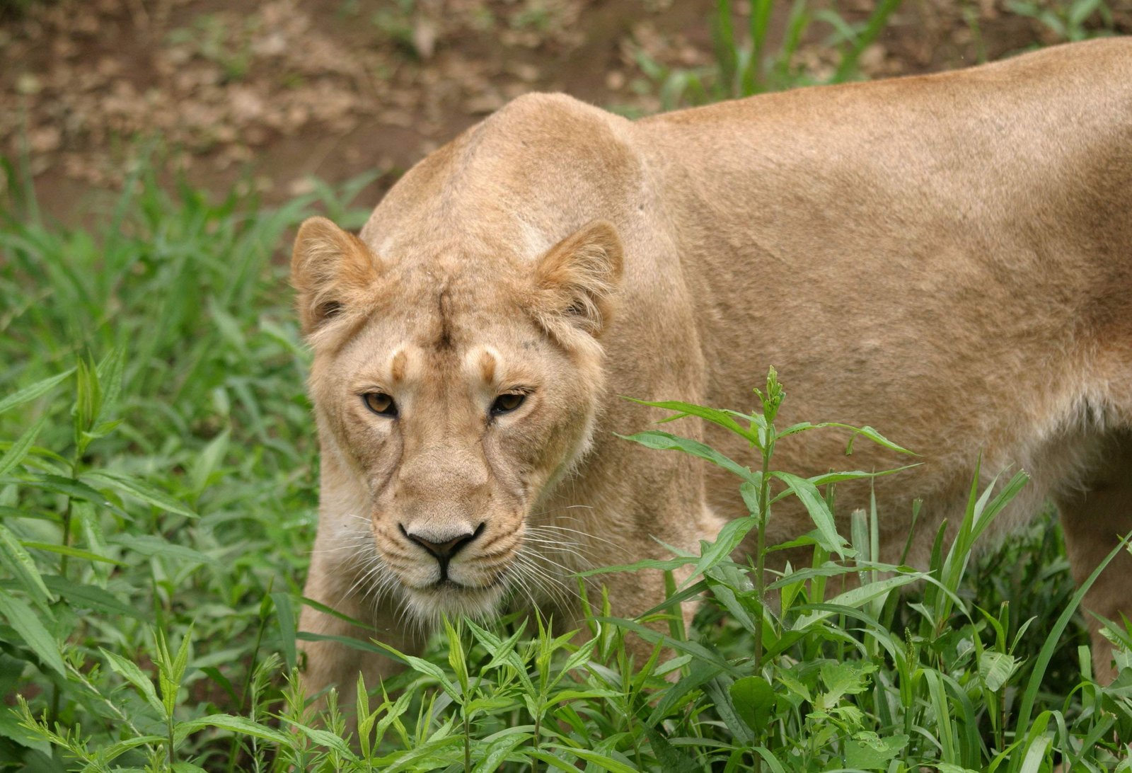�ʐ^,�f��,����,�t���[,�t�H�g,�N���G�C�e�B�u�E�R�����Y,���i,�ǎ�,�Q�N�����C�I��, ���C�I��, �炢����, , 
