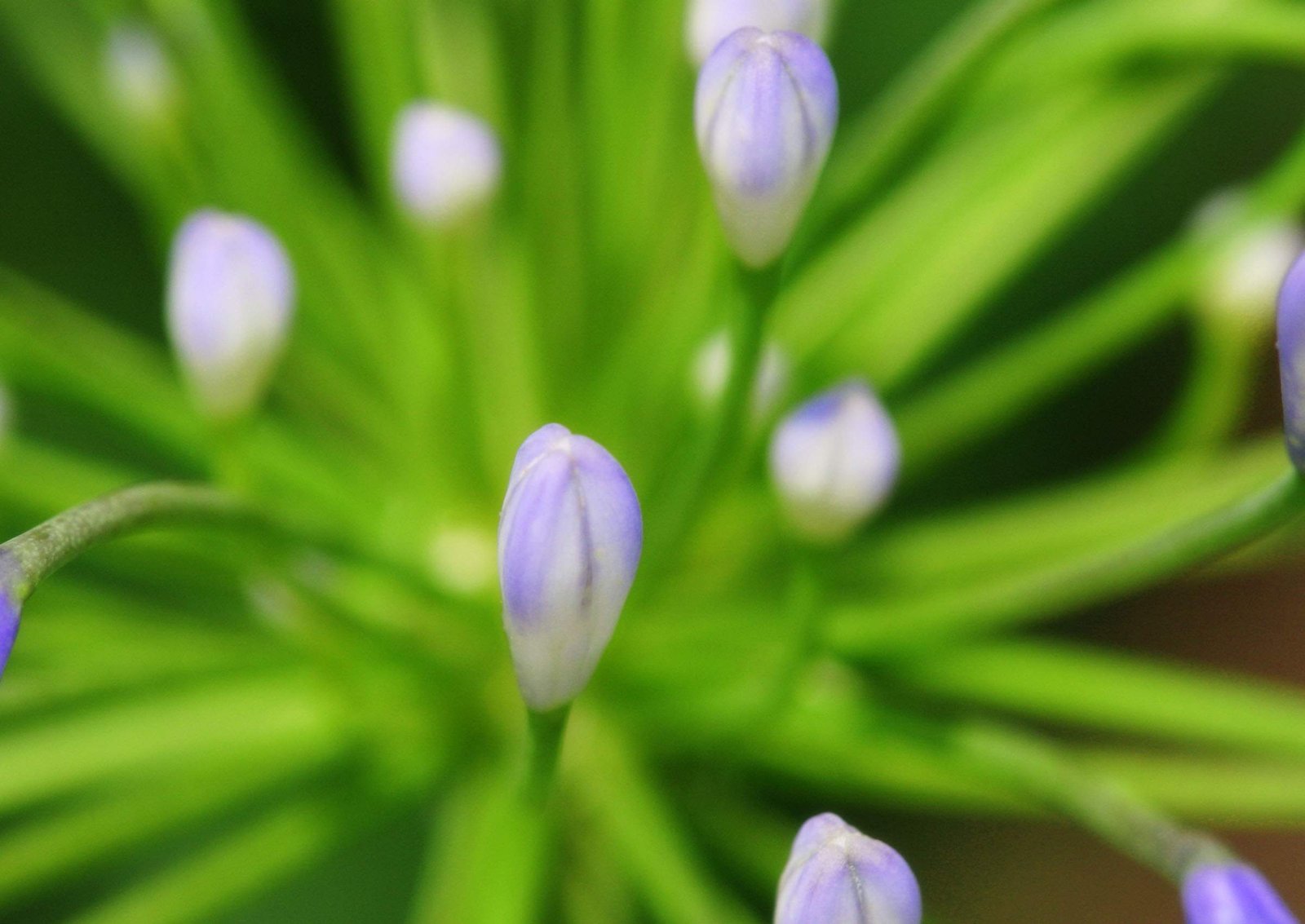 photo,material,free,landscape,picture,stock photo,Creative Commons,Flower buds, bud, , ,