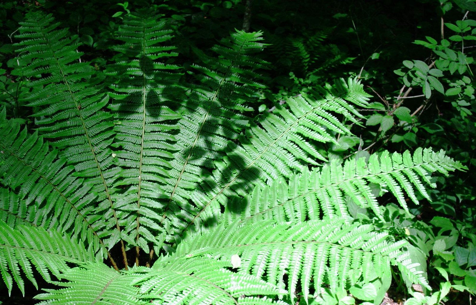 photo,material,free,landscape,picture,stock photo,Creative Commons,Shadow of leaves on ferns, fern, grove, tender green,