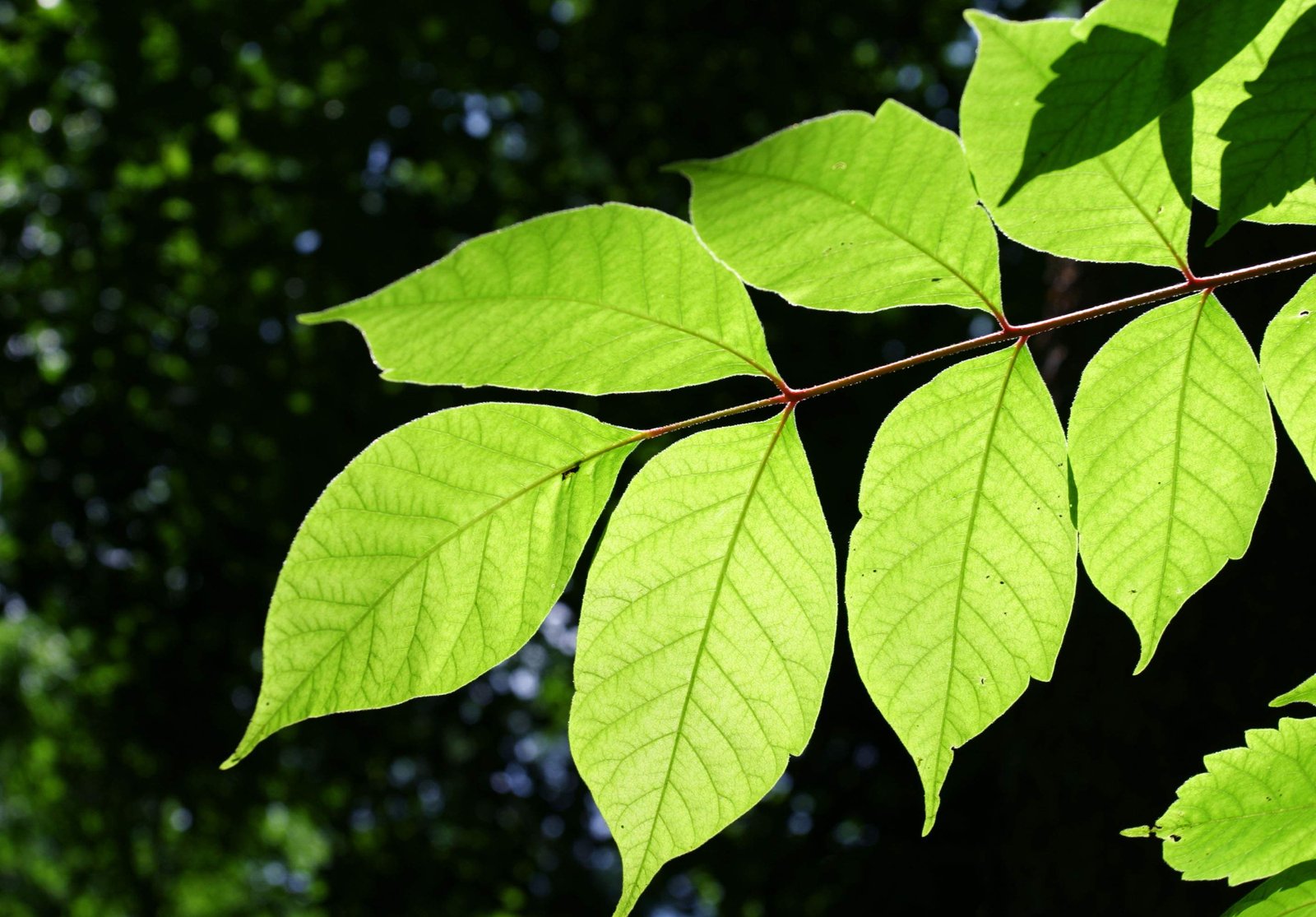 �ʐ^,�f��,����,�t���[,�t�H�g,�N���G�C�e�B�u�E�R�����Y,���i,�ǎ�,�V�΂̗�, �t, ���ߌ�, �V��, 