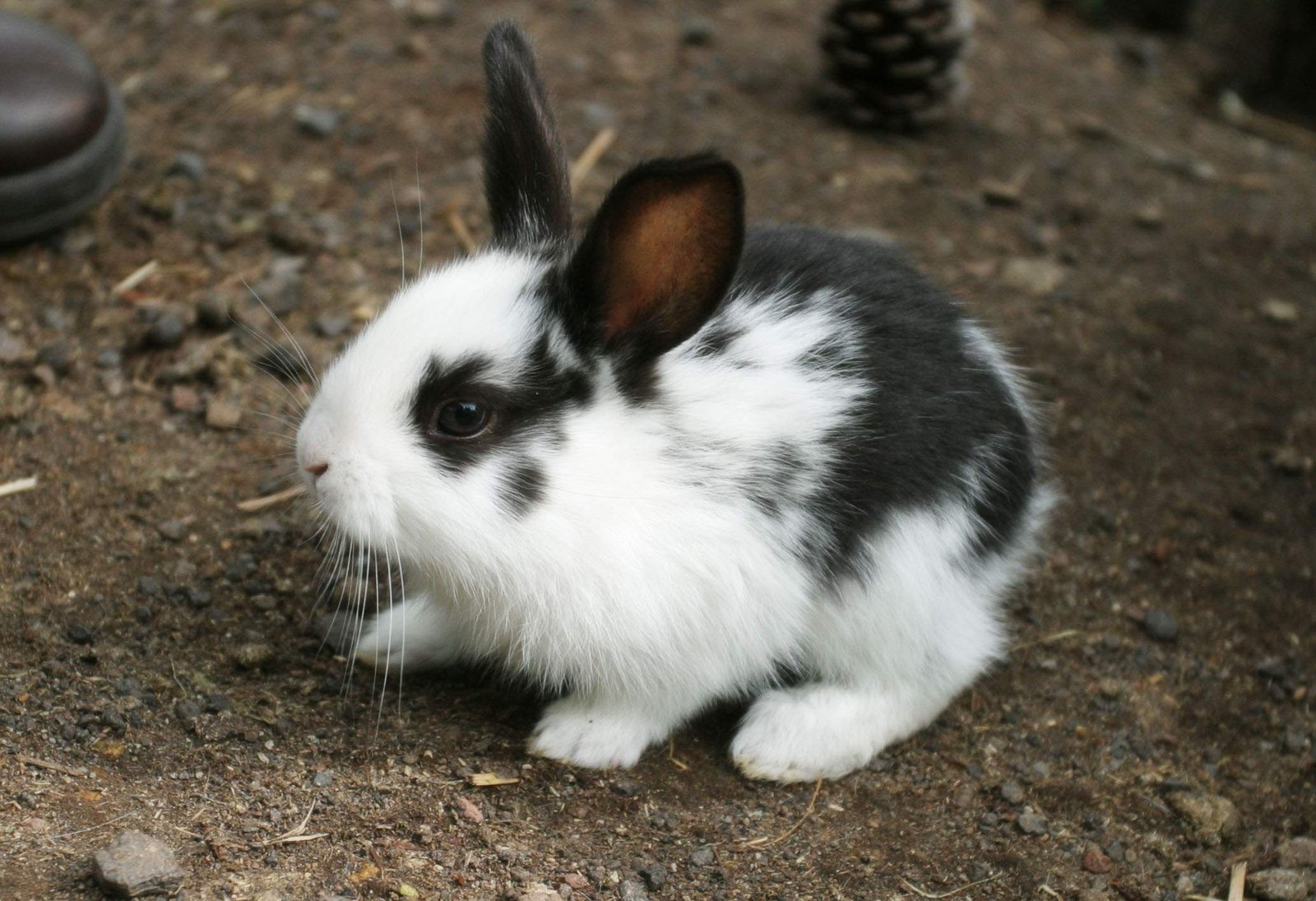 �ʐ^,�f��,����,�t���[,�t�H�g,�N���G�C�e�B�u�E�R�����Y,���i,�ǎ�,�����������, ������, �E�T�M, �e, 