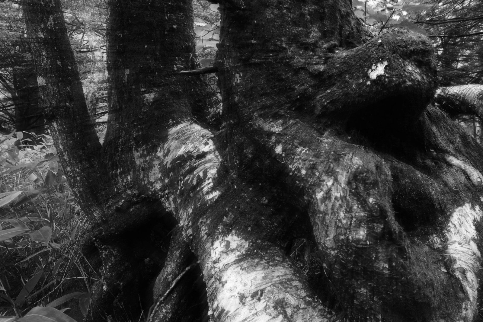 photo,material,free,landscape,picture,stock photo,Creative Commons,Agglutination of roots, bark, tree, root,