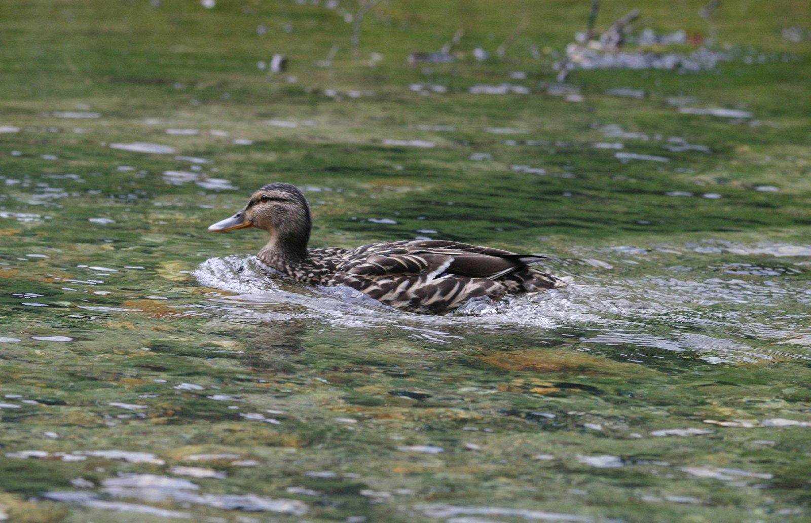 photo,material,free,landscape,picture,stock photo,Creative Commons,Swimming duck, river, duck, ,