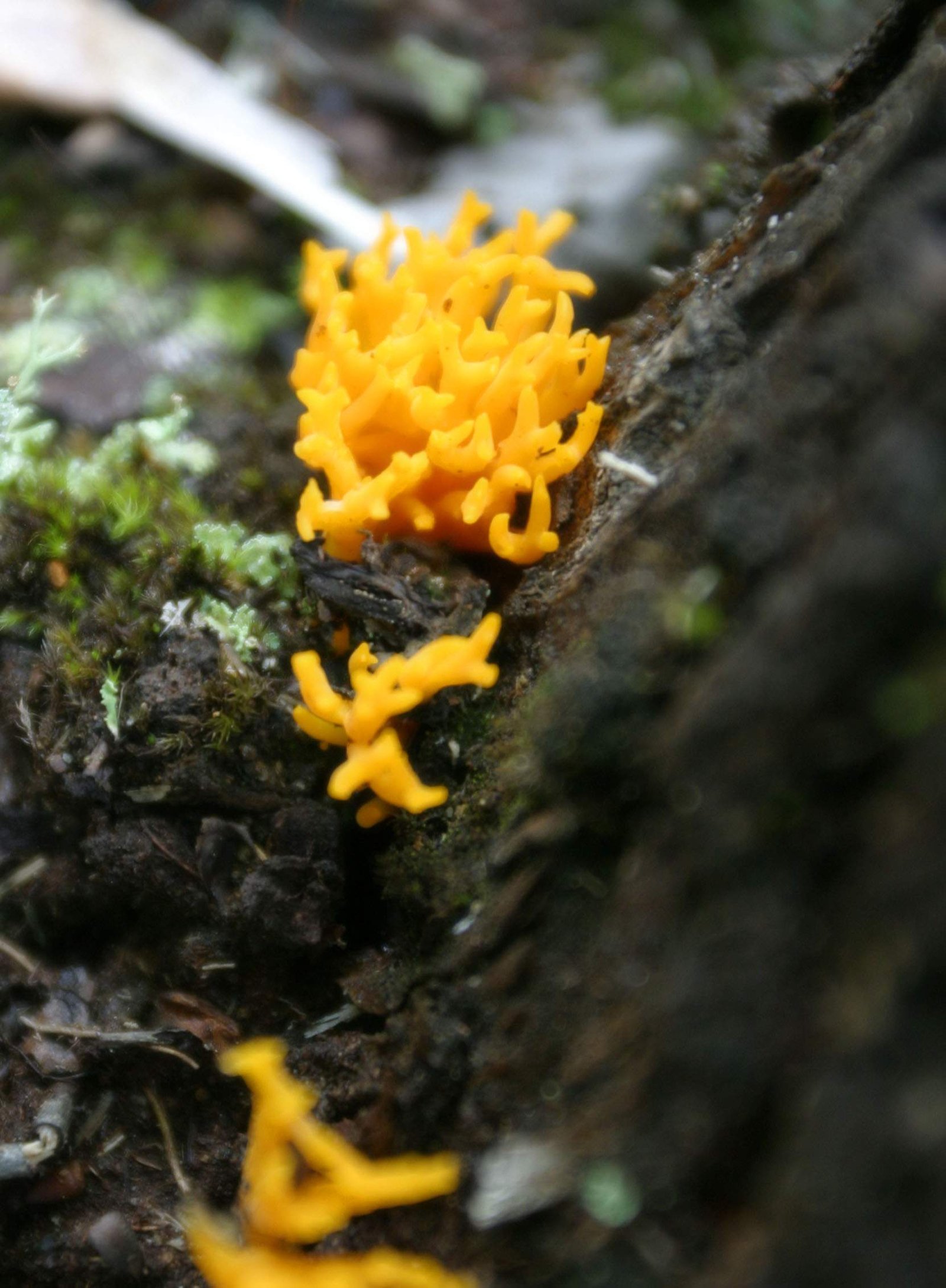 �ʐ^,�f��,����,�t���[,�t�H�g,�N���G�C�e�B�u�E�R�����Y,���i,�ǎ�,�ۗ�, �I�����W, ��, �L�m�R, �|��