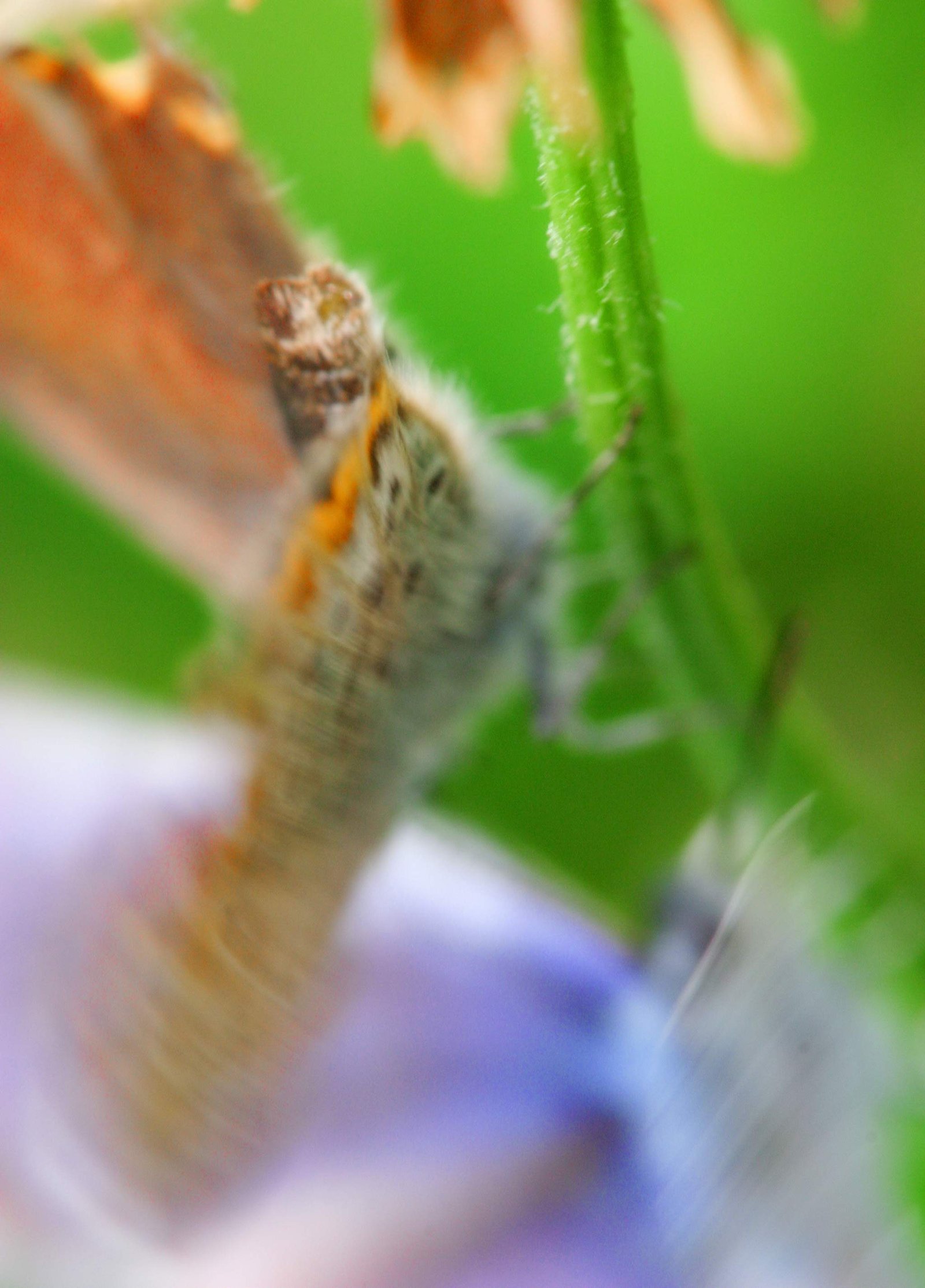 �ʐ^,�f��,����,�t���[,�t�H�g,�N���G�C�e�B�u�E�R�����Y,���i,�ǎ�,�V�W�~�̌����_���X, ���傤, ��, �`���E, �V�W�~�`���E