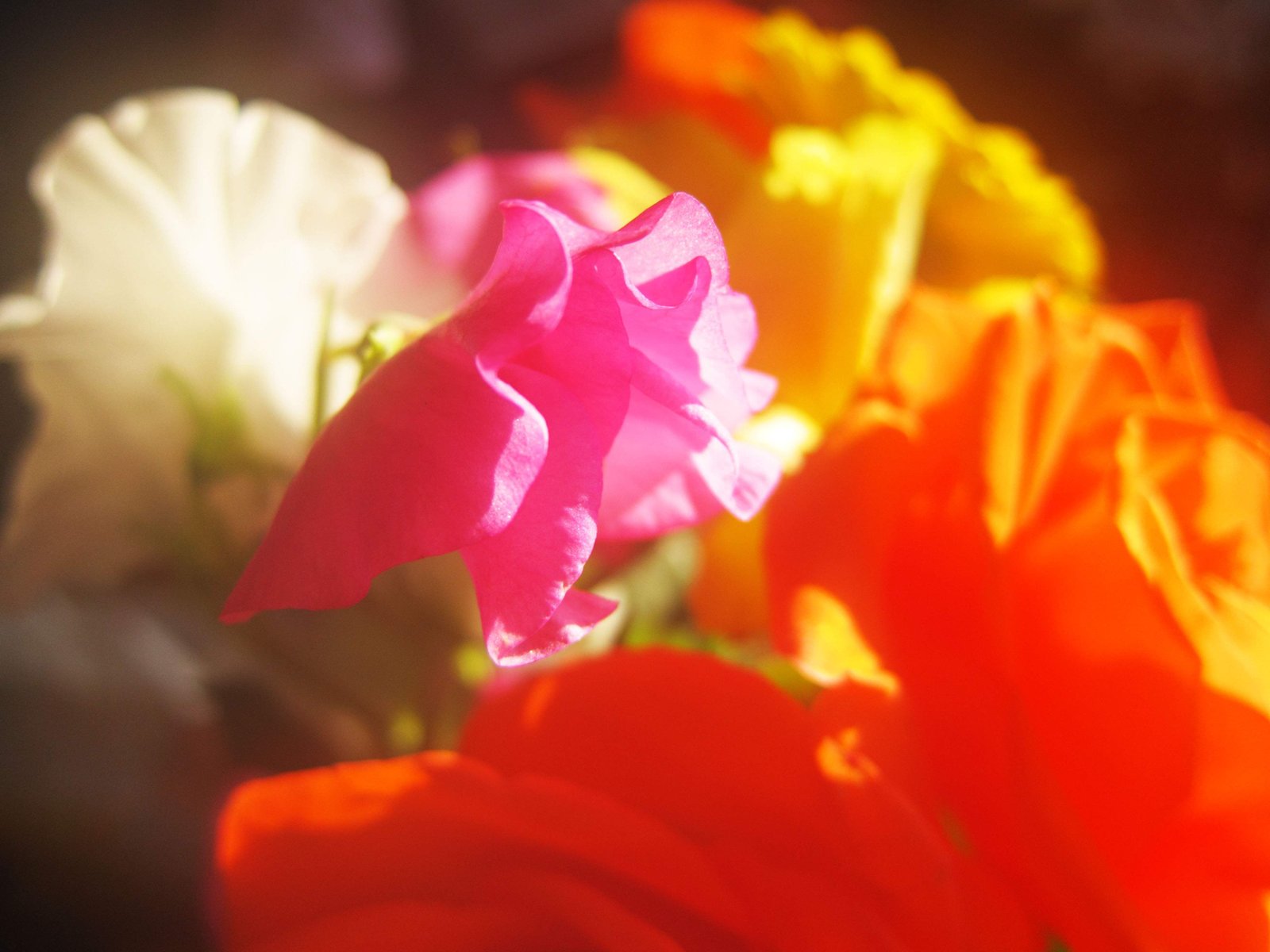 �ʐ^,�f��,����,�t���[,�t�H�g,�N���G�C�e�B�u�E�R�����Y,���i,�ǎ�,�X�C�[�g�s�[, �ԑ�, ��, , 
