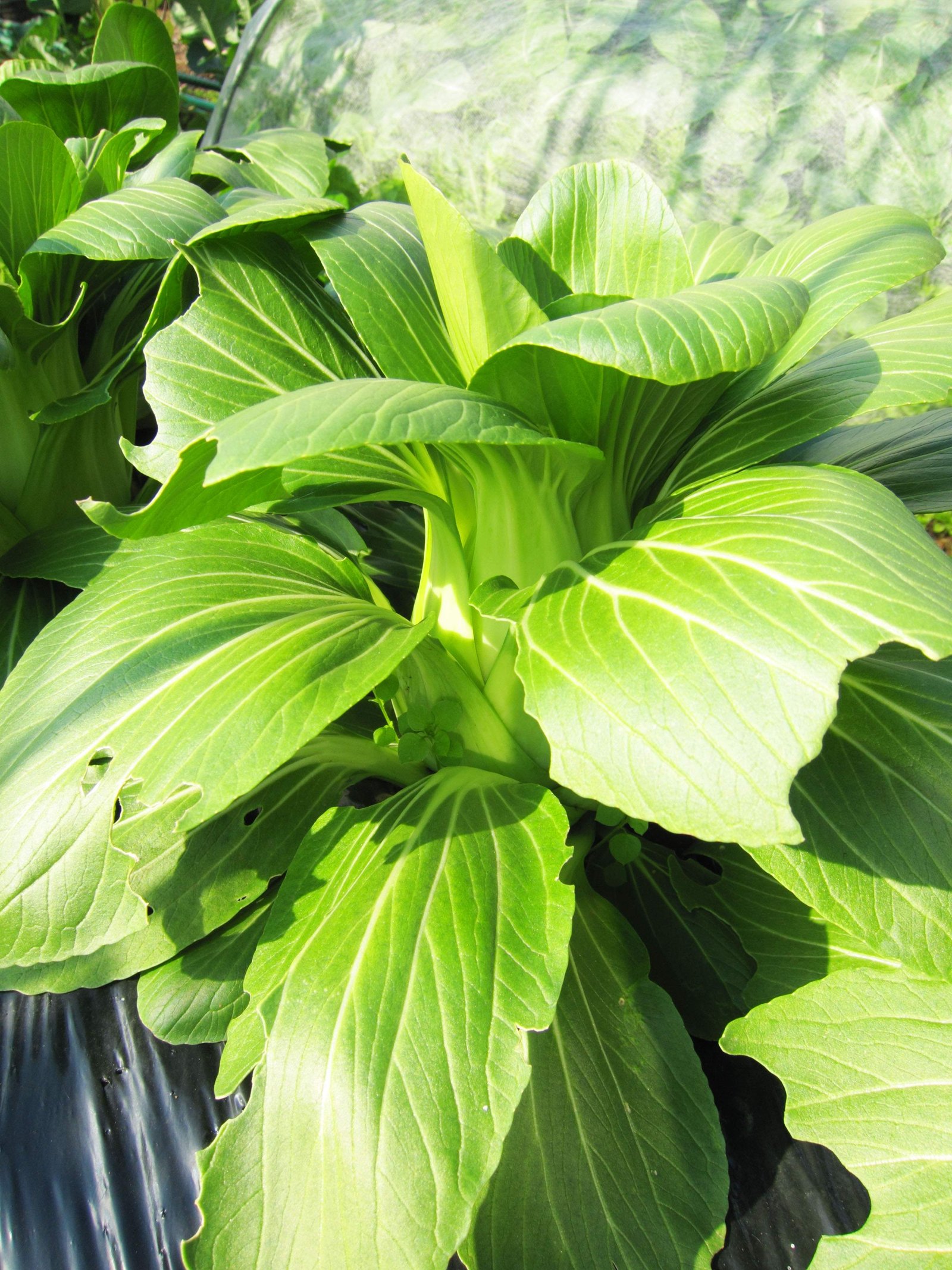 photo,material,free,landscape,picture,stock photo,Creative Commons,Chinese cabbage, Vegetables, Food, , 