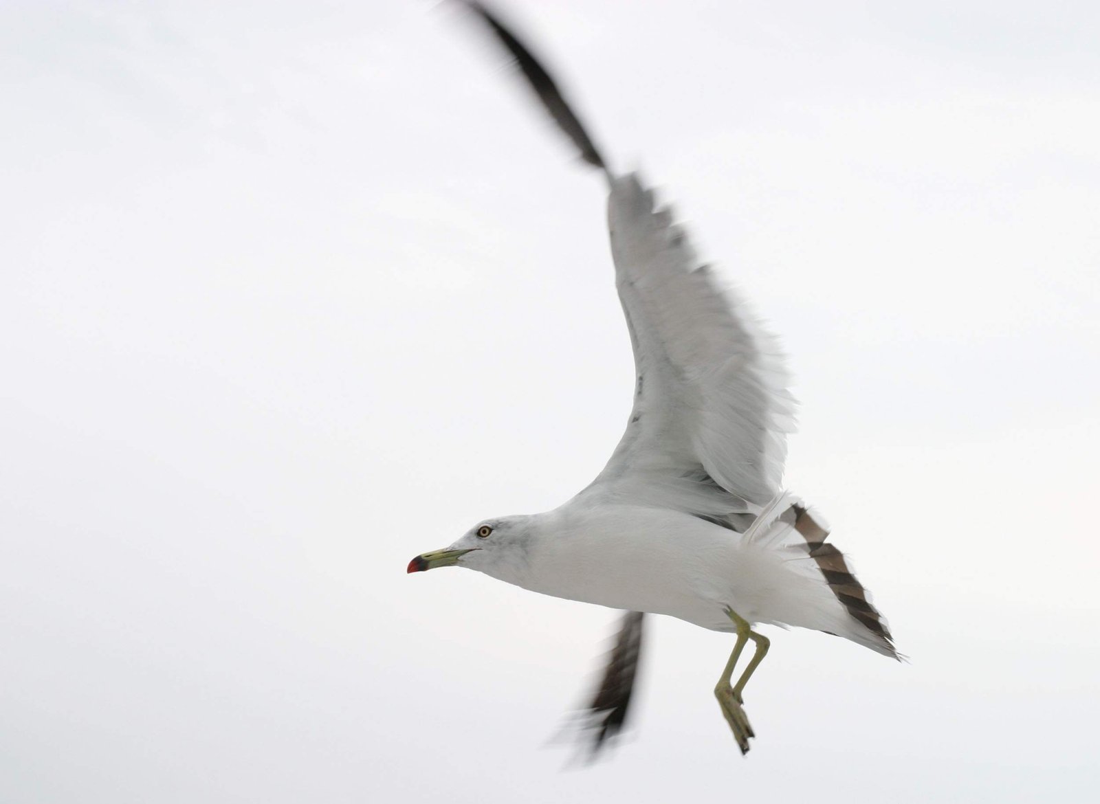 �ʐ^,�f��,����,�t���[,�t�H�g,�N���G�C�e�B�u�E�R�����Y,���i,�ǎ�,��]�ւ̔���, ������, ��, �C, ��