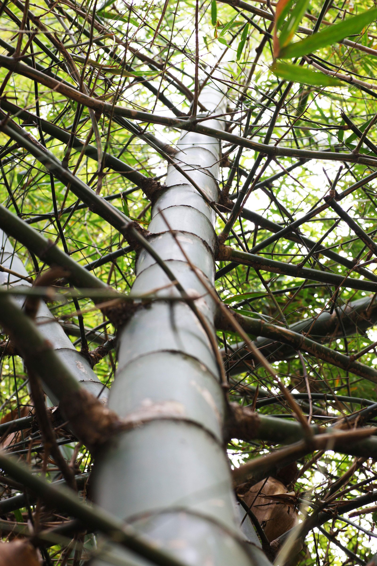 photo,material,free,landscape,picture,stock photo,Creative Commons,Bamboo, Takebayashi, branch, I am huge,