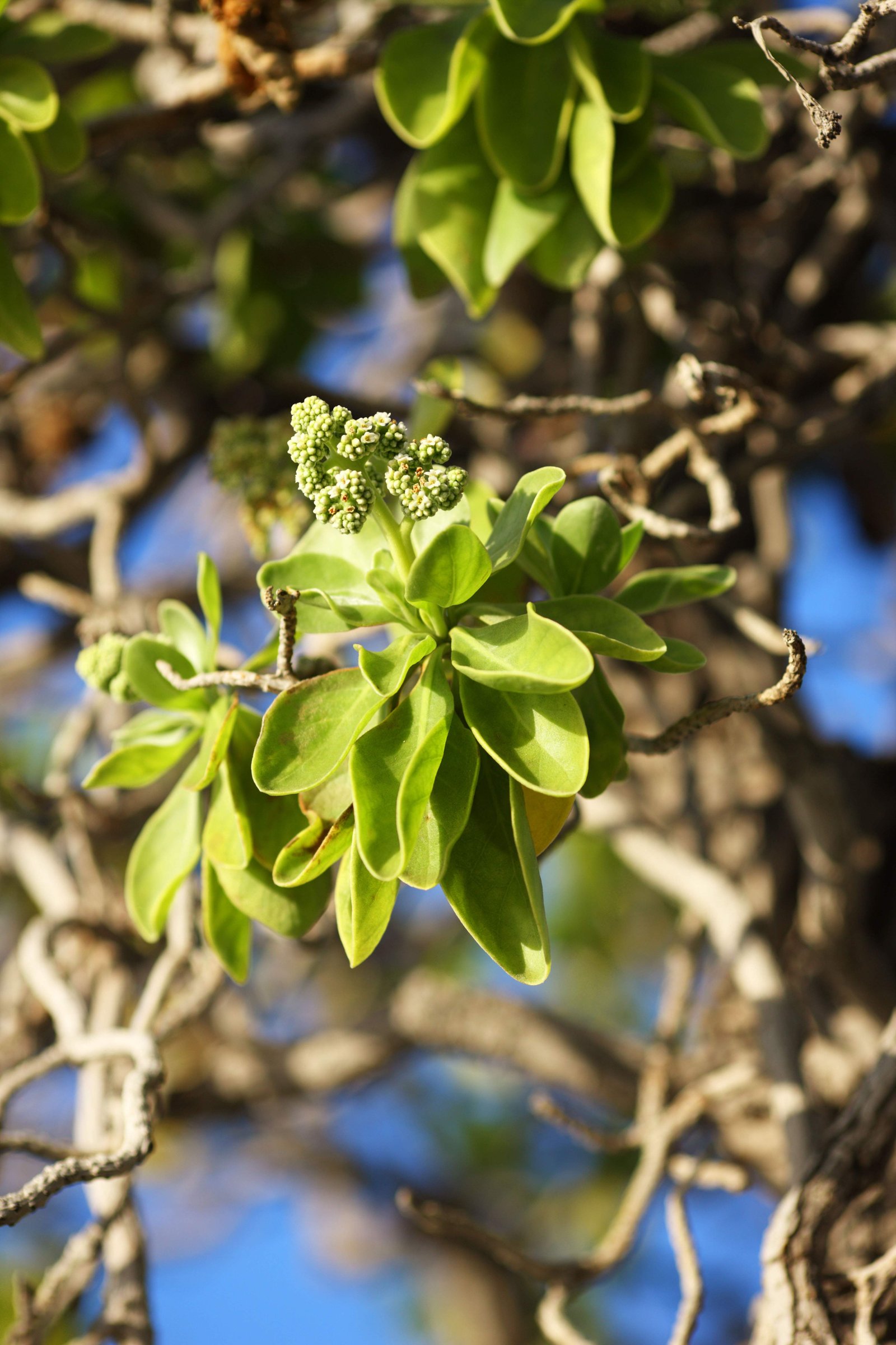 photo,material,free,landscape,picture,stock photo,Creative Commons,The tree of the shore, Green, flower, ,