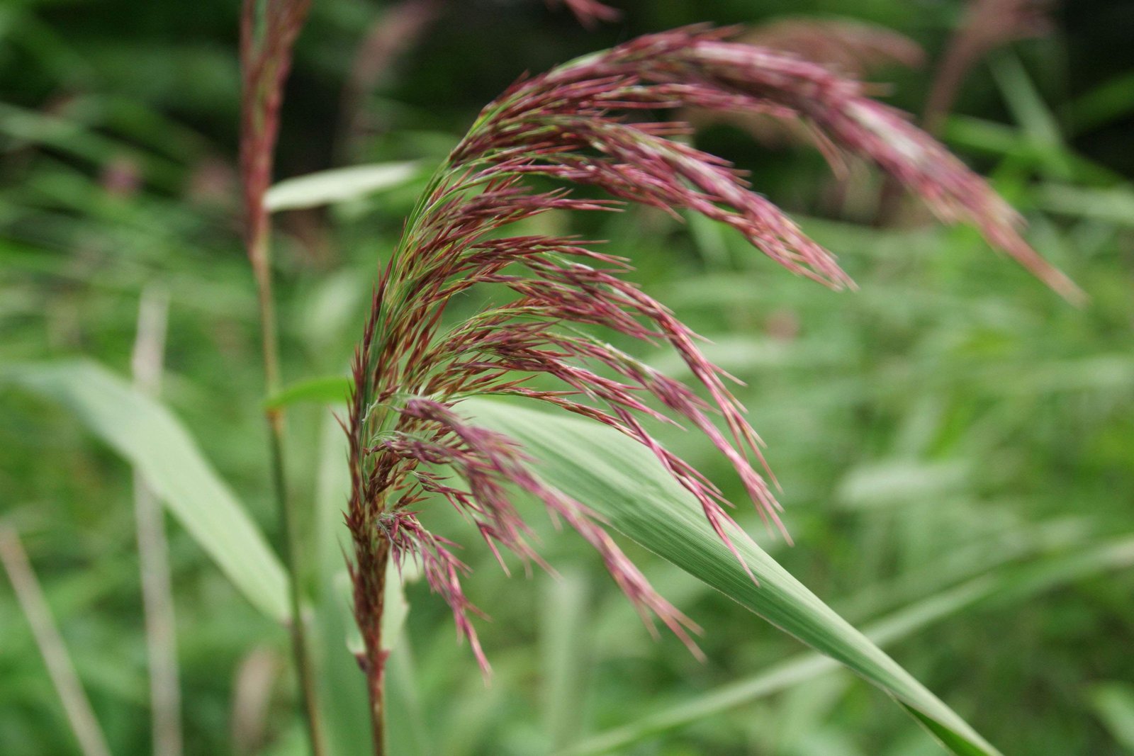 photo,material,free,landscape,picture,stock photo,Creative Commons,Silver grass ear, dark red, ear, silver grass,