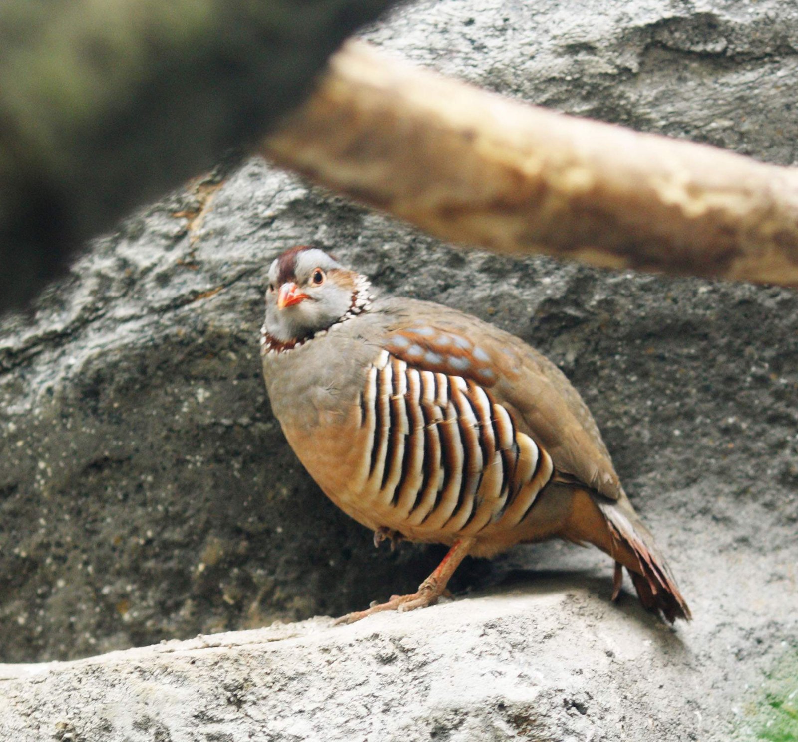 �ʐ^,�f��,����,�t���[,�t�H�g,�N���G�C�e�B�u�E�R�����Y,���i,�ǎ�,�`���G���C���V���R, �C���V���R, �, , 