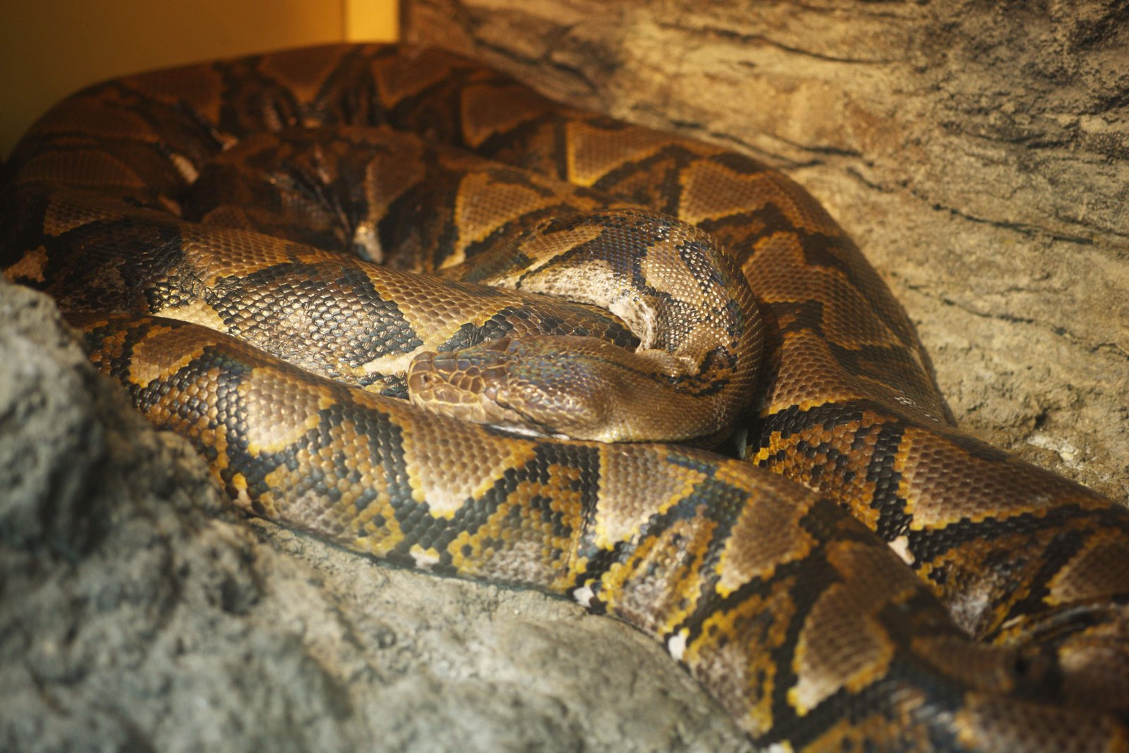 �ʐ^,�f��,����,�t���[,�t�H�g,�N���G�C�e�B�u�E�R�����Y,���i,�ǎ�,�A�~���j�V�L�w�r, �w�r, , , 