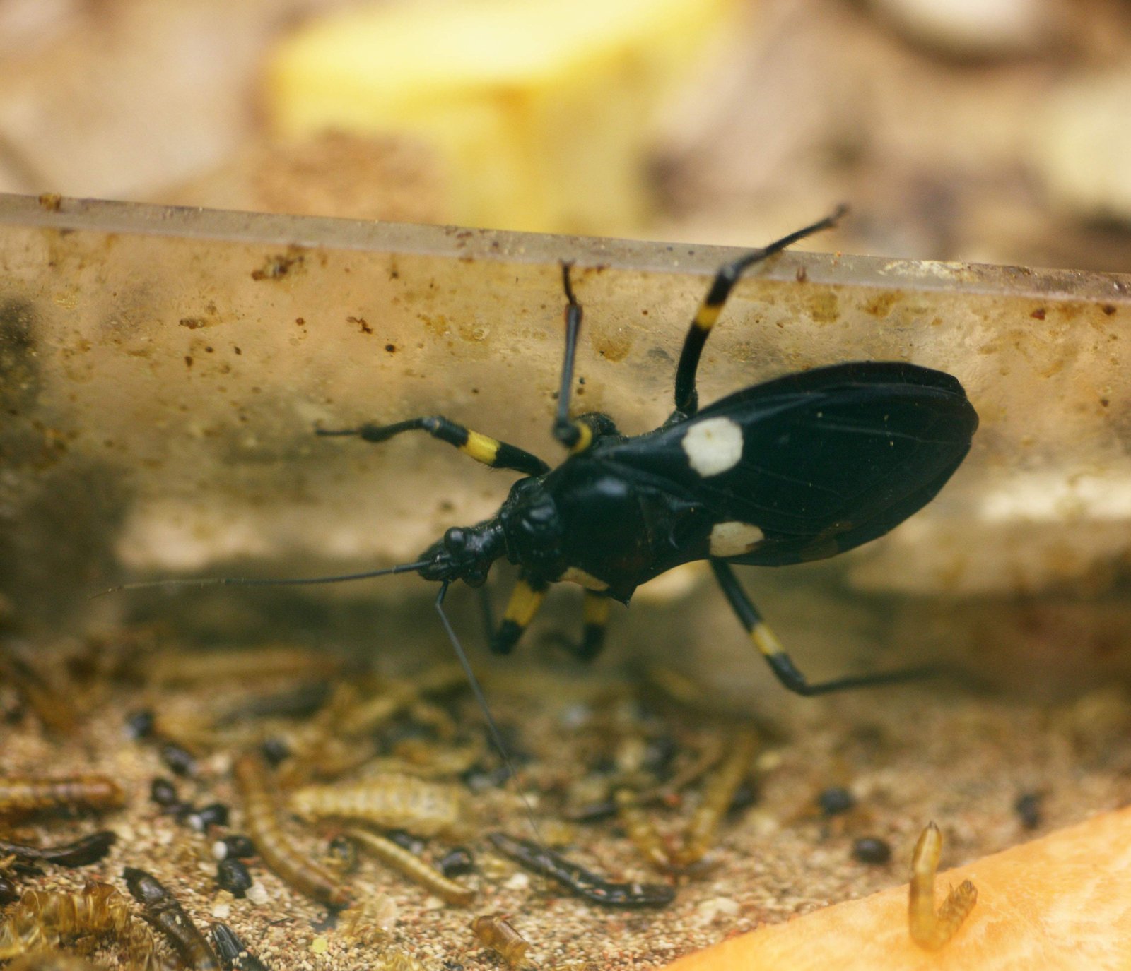 photo,material,free,landscape,picture,stock photo,Creative Commons,White Mont giant assassin bug, , , ,