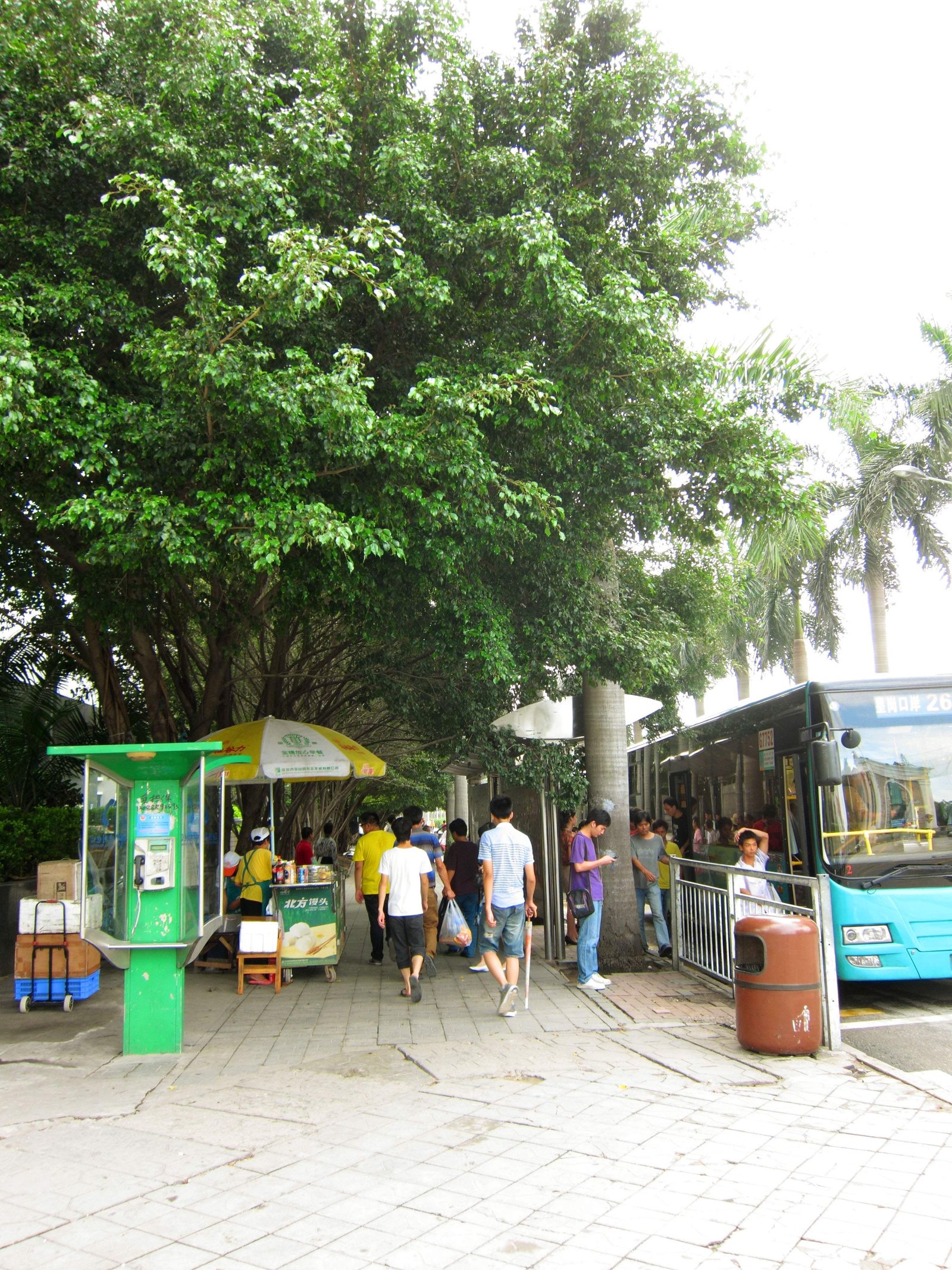 photo,material,free,landscape,picture,stock photo,Creative Commons,The city of Shenzhen, , , , 