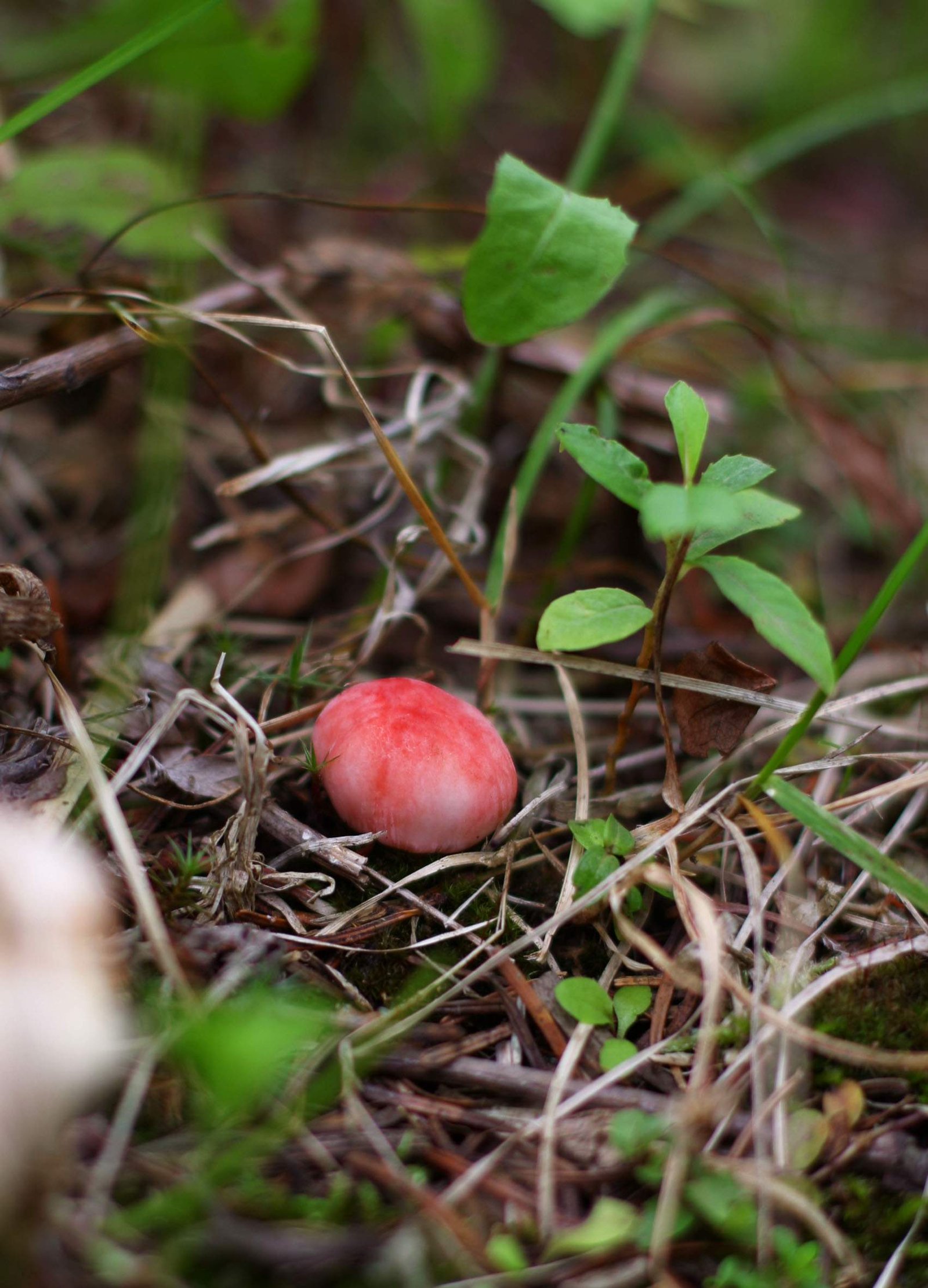 photo,material,free,landscape,picture,stock photo,Creative Commons,Baby mushroom, mushroom, , , pink