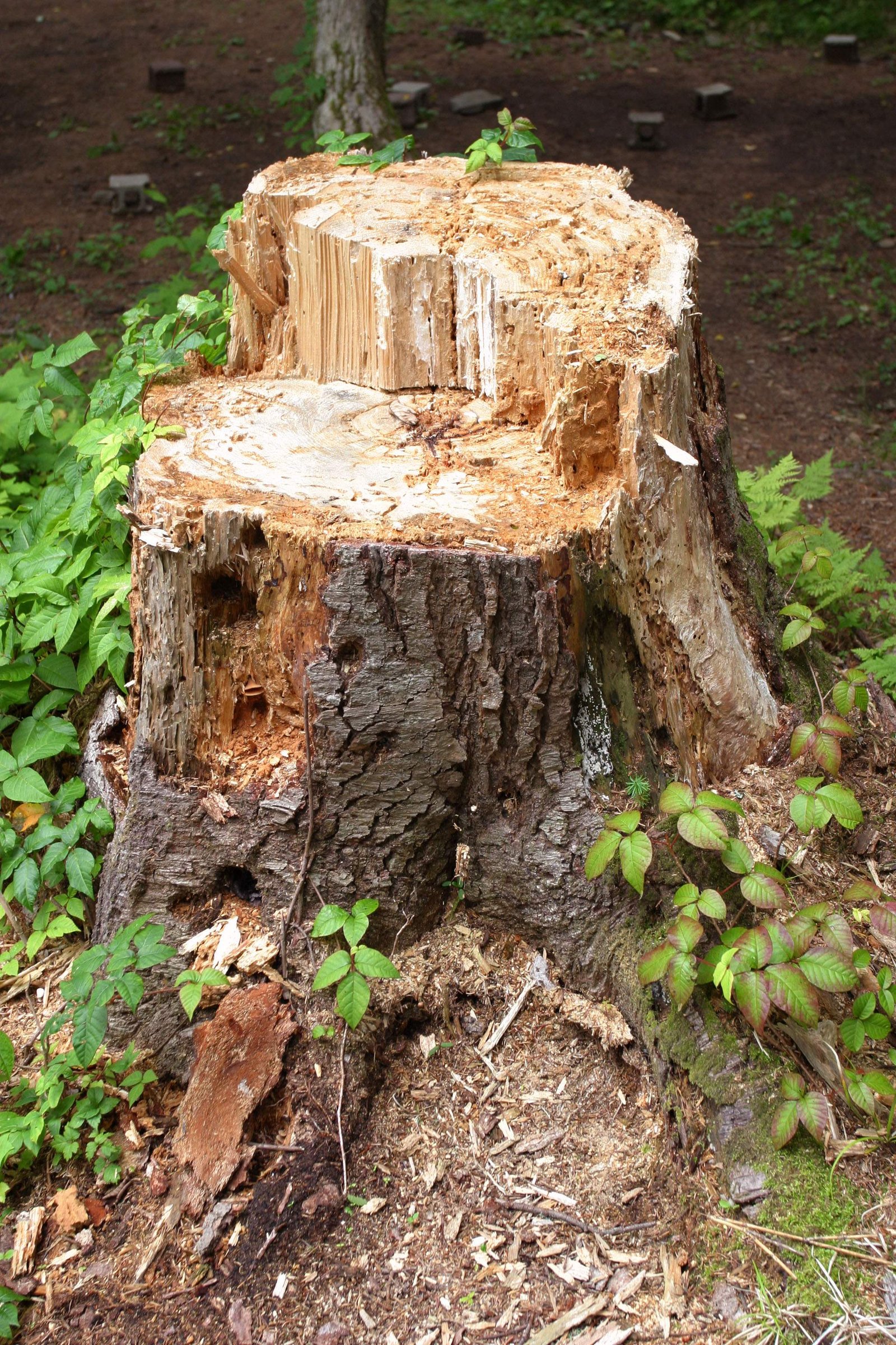 �ʐ^,�f��,����,�t���[,�t�H�g,�N���G�C�e�B�u�E�R�����Y,���i,�ǎ�,�؂芔, �؂芔, ��, , 