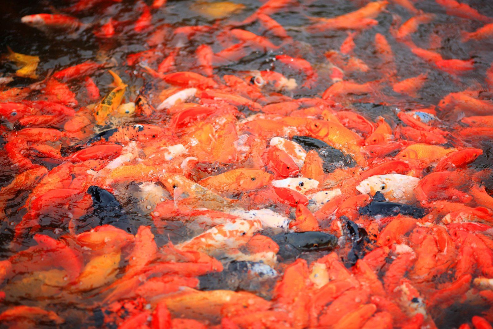 �ʐ^,�f��,����,�t���[,�t�H�g,�N���G�C�e�B�u�E�R�����Y,���i,�ǎ�,�a�����߂��, , , , 