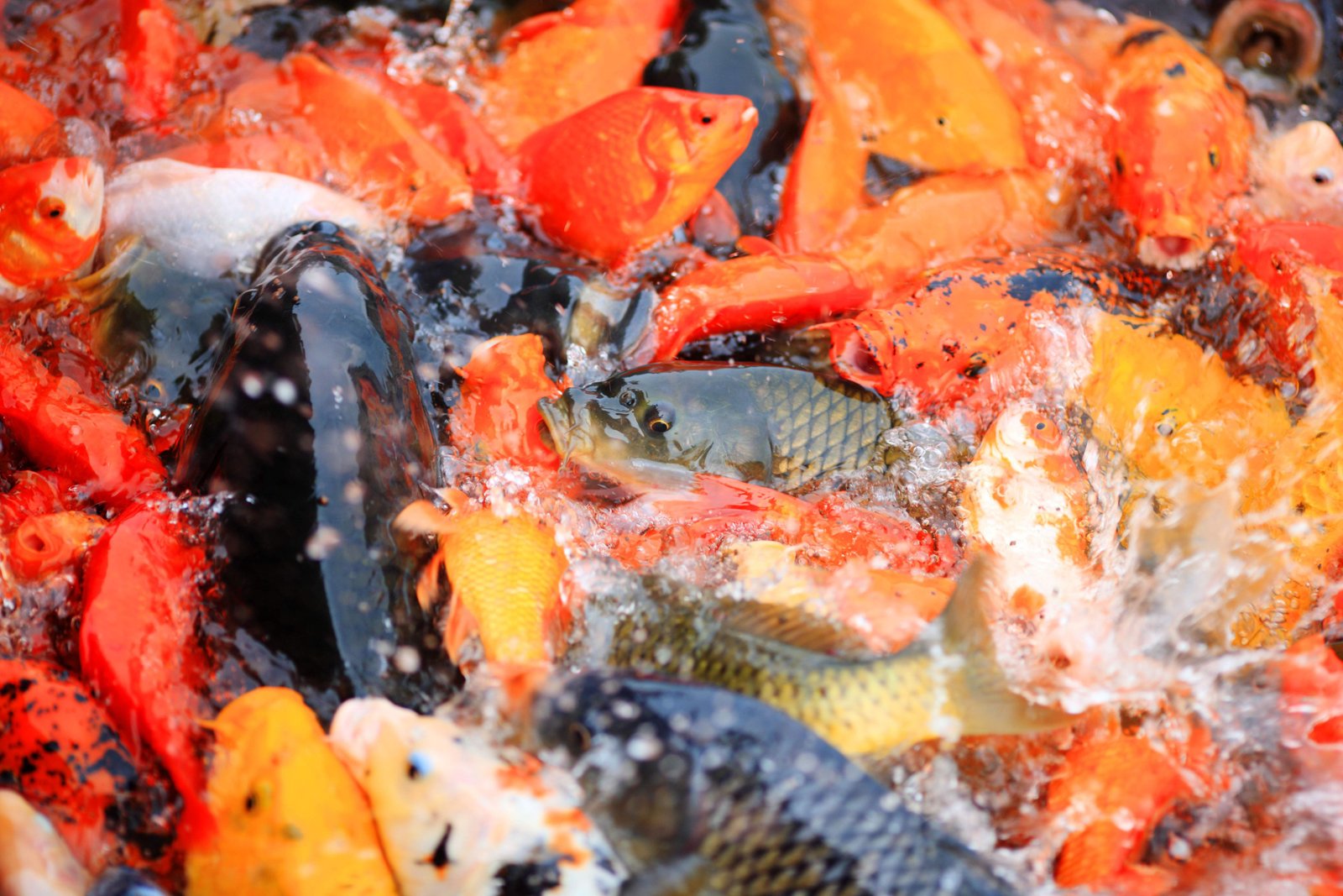 photo,material,free,landscape,picture,stock photo,Creative Commons,Carp to find the bait, , , ,